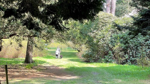 Visitors walking their dog in the Arboretum, Tatton Park, Cheshire